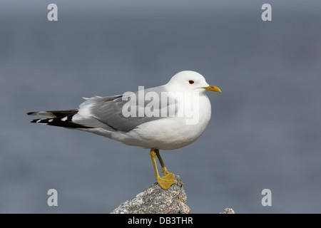 Gemeinsamen Möwe; Larus Canus; Shetland; UK Stockfoto