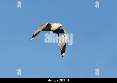 Gemeinsamen Möwe; Larus Canus; Shetland; UK Stockfoto