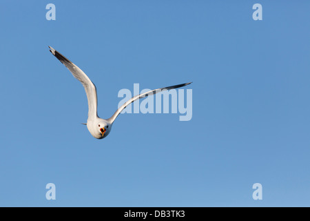 Gemeinsamen Möwe; Larus Canus; im Flug; Shetland; UK Stockfoto
