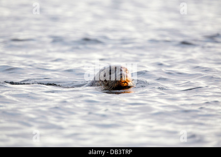 Seehunde; Phoca Vitulina; Schwimmen; Shetland; VEREINIGTES KÖNIGREICH; Stockfoto