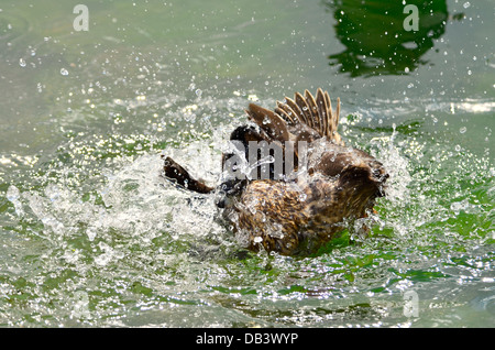 Weibliche Stockente Spritzwasser Stockfoto