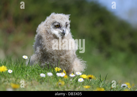 Uhu; Bubo Bubo; Küken; UK Stockfoto