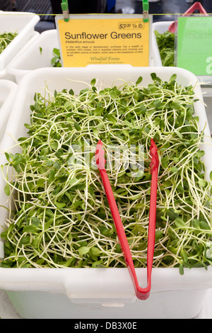 Sonnenblume grünen Sprossen zum Verkauf am Union Square Greenmarket, New York City Stockfoto