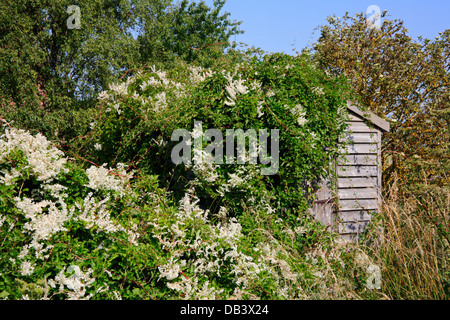 Ein Beispiel für eine invasive russische Rebe ein Holzschuppen teilweise abdecken. Stockfoto