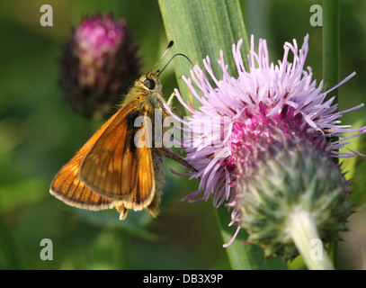 Makro Nahaufnahme eines männlichen großen Skipper Schmetterlings (Ochlodes Sylvanus) auf Nahrungssuche auf einer Distel Blume Stockfoto