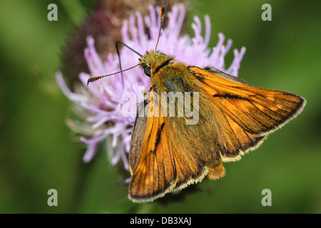 Makro Nahaufnahme eines männlichen großen Skipper Schmetterlings (Ochlodes Sylvanus) auf Nahrungssuche auf einer Distel Blume Stockfoto