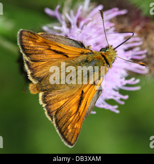 Extreme Makro Nahaufnahme eines männlichen großen Skipper Schmetterlings (Ochlodes Sylvanus) auf Nahrungssuche auf einer Distel Blume Stockfoto
