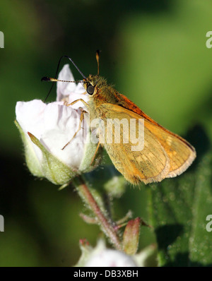 Makro Nahaufnahme von bräunlich große Skipper Butterfly (Ochlodes Sylvanus) Stockfoto