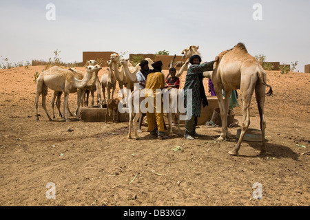 Tuareg-Hirten im Dorf zusammengesetzte satteln, Kamel, ziehen Wasser aus einem Brunnen für die Tiere zu trinken, NE Mali zu helfen Stockfoto