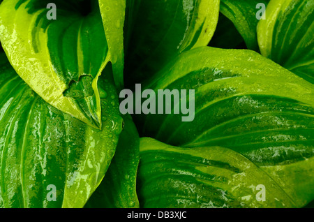 Hosta Laub an einem verregneten Tag Stockfoto