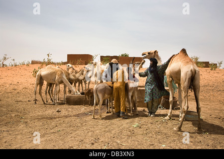 Tuareg-Hirten im Dorf zusammengesetzte Sattel, Kamel, ziehen Wasser aus einem Brunnen für Tiere zu trinken, NE Mali zu helfen wird vorbereitet Stockfoto