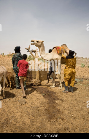 Tuareg-Hirten im Dorf zusammengesetzte satteln auf einem Kamel, ziehen Wasser aus einem Brunnen für die Tiere zu trinken, NE Mali zu helfen Stockfoto