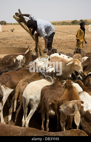 Tuareg-Hirten im Dorf zusammengesetzte hochziehen Ziegenleder Tasche von Wasser aus einem Brunnen in den Tieren zu trinken, NE Mali Stockfoto