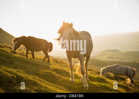 Wild Welsh Mountain Pony in der Nähe von Heu zu bluffen, schwarzen Berge, Brecon Beacons National Park, Wales Stockfoto