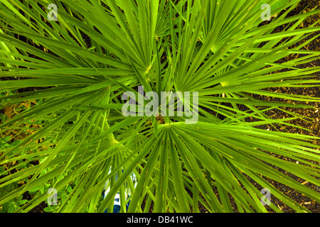 Nahaufnahme von Dracaena Marginata Stockfoto