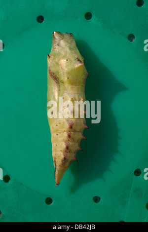 Tagpfauenauge (Inachis Io). Puppen oder Chrysalis. Juli. Norfolk. Ruht auf dem Deckel einer Kunststoff Probe-Box. Stockfoto