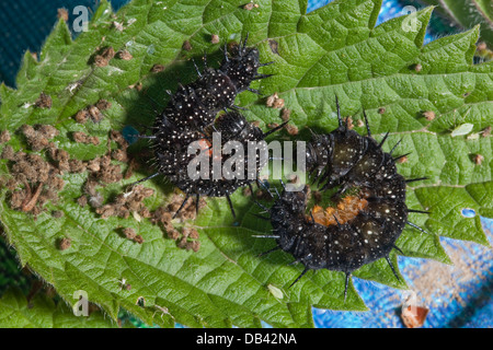 Tagpfauenauge (Inachis Io). Raupen oder Larven, Seitenansicht, ruht auf Essen Pflanzen Nesselblatt (Urtico Dioica). Stockfoto