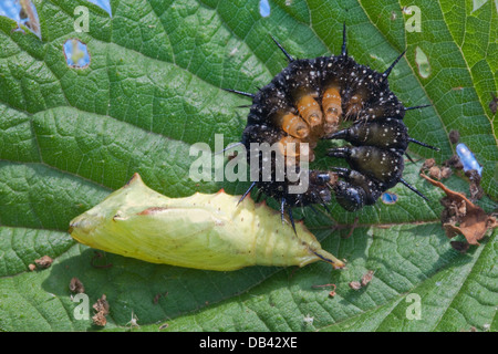 Tagpfauenauge (Inachis Io). Puppen oder Larven in Defensive und fast Erwachsene Raupe, Chrysalis, zusammengerollt position Stockfoto