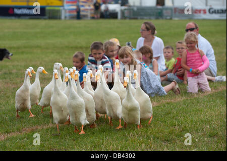 Llanelwedd (Nr. Builth Wells), Wales, Vereinigtes Königreich. 23. Juli 2013. Kinder genießen Meirion Owen und der Quack Pack, Schäferhund und Enten. Mit Temperaturen, die voraussichtlich hoch bleiben verleihen dieser Woche St John Wales eine heiße Wetter-Warnung als Menschen Herde der jährlichen Royal Welsh Agricultural Show - die größte Landwirtschaftsausstellung in Europa. Der Prinz von Wales, ein ehemaliger Präsident der Royal Welsh Agricultural Society RWAS und der Herzogin von Cornwall wird die Show am dritten Tag 24. Juli zu besuchen. Bildnachweis: Graham M. Lawrence/Alamy Live-Nachrichten. Stockfoto