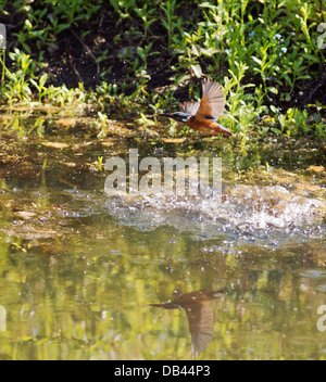 Weiblicher Eisvogel (Alcedo Atthis) für Fische tauchen aber diesmal fehlt Stockfoto