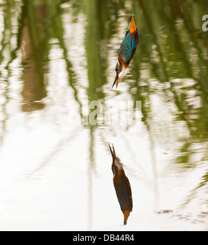 Weiblicher Eisvogel (Alcedo Atthis) und ihr Spiegelbild Stockfoto