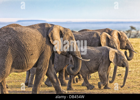 Afrikanische Elefanten Herde friedlich zu Fuß durch die Masai Mara in Kenia, Afrika Stockfoto