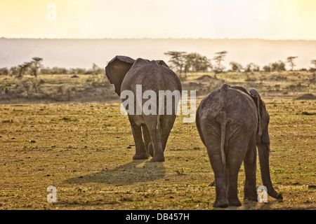 Zwei Elefanten, die zu Fuß in der Dämmerung im Masai Mara National Park in Kenia, Afrika Stockfoto