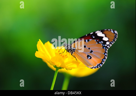 Monarchfalter auf Cosmos Blume Stockfoto