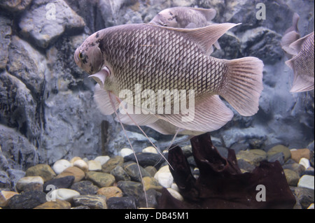 Die riesige Gourami Fische in einem Aquarium. Stockfoto