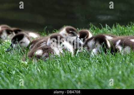 Juvenile ägyptische Gänse (Alopochen Aegyptiaca) auf Nahrungssuche, spielen, dösen und zusammengedrängt Stockfoto