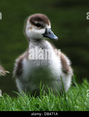 Baby jungen ägyptischen Gänse (Alopochen Aegyptiaca) posiert auf den Rand des Wassers Stockfoto