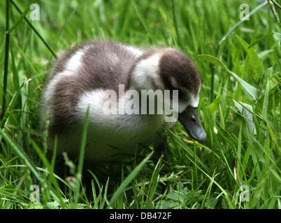 Einsame junge ägyptische Gänse (Alopochen Aegyptiaca) auf Nahrungssuche in dem hohen Rasen im Frühjahr Stockfoto