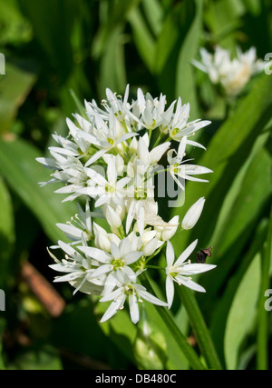 Nahaufnahme von Allium Ursinum, auch bekannt als Bärlauch, Stoffen, Bärlauch oder Holz Knoblauch Stockfoto