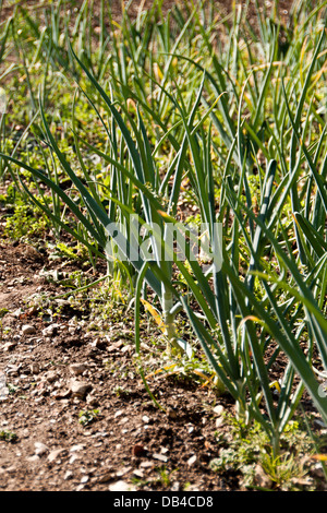 Bereleigh Estate Küchengarten. Stockfoto