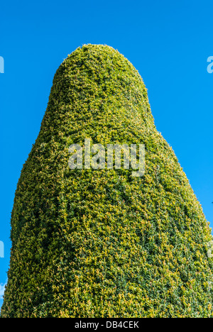 Geformte Eibe Baum Hecke vor blauem Himmel. Stockfoto