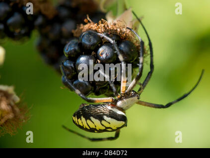 23. Juli 2013 - Elkton, Oregon, USA - ein Schwarz-gelbes Kreuzspinne (Argiope Aurantia) klammert sich an einen reifen Brombeeren in einem Gebüsch entlang einer Landstraße in ländlichen Douglas County, Oregon/USA, in der Nähe von Elkton. Auch bekannt als die Schrift Spinne oder Mais Spinne, gelten sie als für den Menschen harmlos. (Bild Kredit: Robin Loznak/ZUMAPRESS.com ©) Stockfoto