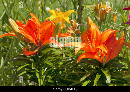 Bunte Lilien in ein Blumenbeet im Sommer Stockfoto