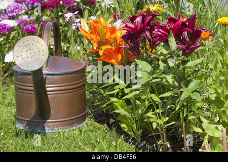Alte Kupfer Gießkanne stand vor schönen farbigen Lilien im Blumenbeet Stockfoto