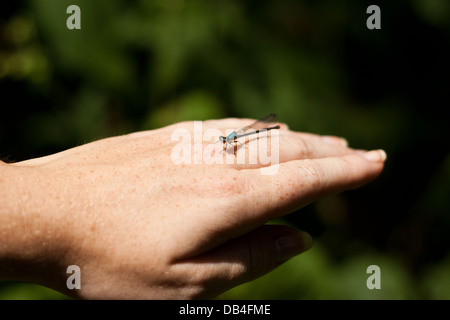 Auf jemandes Hand damselfly Stockfoto