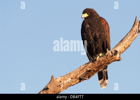 Harris Hawk (Parabuteo Unicinctus) thront auf Ast Stockfoto