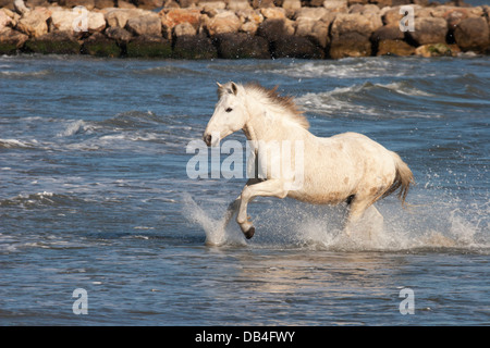 Camargue-Pferd im Galopp im Mittelmeer Stockfoto