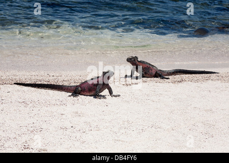 Marine-Iguanas-Männchen in der roten Färbung ihrer Brutsaison am Ufer eines Pazifikstrandes auf den Galapagos-Inseln. Amblyrhynchus cristatus Stockfoto