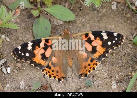 Distelfalter Schmetterling (Vanessa Cardui) auf Martin, National Nature Reserve Stockfoto