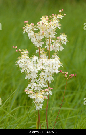 Asiatische Blume (Filipendula Vulgaris) in Martin, National Nature Reserve Stockfoto