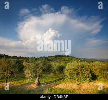 Toskana, (in der Nähe von San Gimignano), Italien. Olivenbäume und stürmischen Cloud. Stockfoto