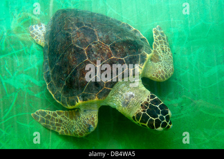 Ägypten, Provinz Mugla, Dalyan, Im Schildkröten-Krankenhaus am Iztuzu-Strand Bei der Ortschaft Gökbel Stockfoto