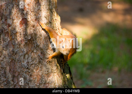 Schöne rote Eichhörnchen sitzt auf dem Baum Stockfoto