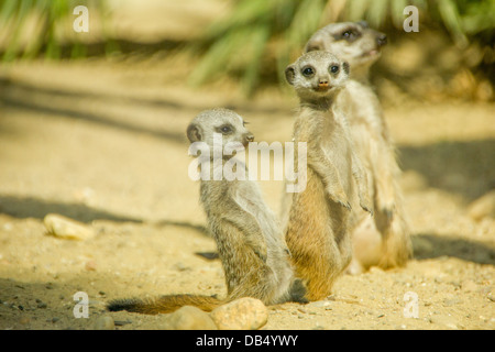 Gruppe von drei niedlichen Erdmännchen Stockfoto