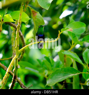 Grün-throated Carib (Eulampis Holosericeus) Kolibri in St. Lucia, Karibik Stockfoto