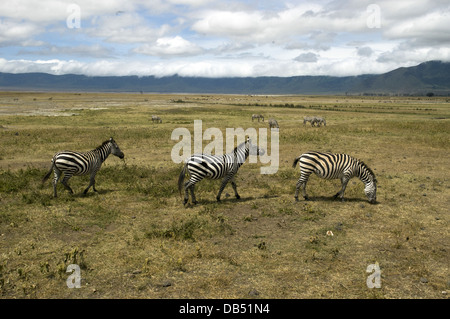Tansania A Herde Zebras grasen in der Savanne im Serengeti National Park Stockfoto